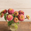 Zinnia - Queeny Rouge Lime