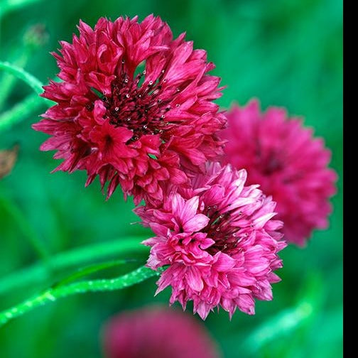 Bachelor's Button - Boy Red