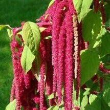 Amaranth Harvest Red for Rodents & Rabbits