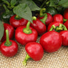 Pepper (Hot) - Red Cherry Hot