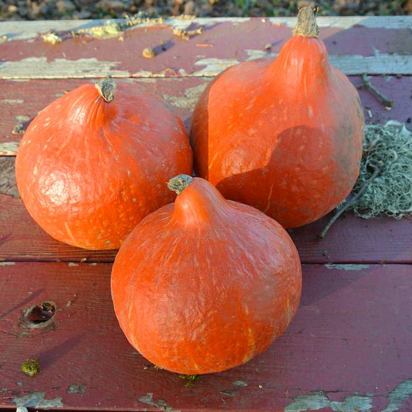 Squash (Winter) - Red Kuri