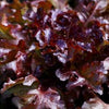 Lettuce (Leaf) - Red Salad Bowl