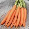 Carrots - Romance