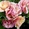 California Poppy - Rosa Romantica