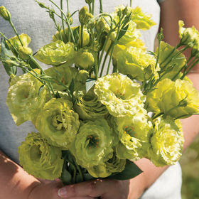 Lisianthus - Rosanne 2 Clear Green