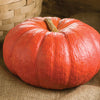 Pumpkin (Specialty) - Rouge vif D'Etampes