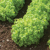 Lettuce (Leaf) - Salad Bowl