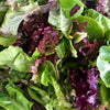 Lettuce Mixes - Salad Bowl Mix
