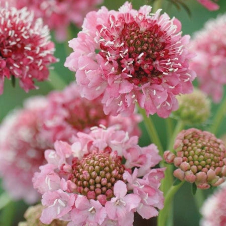 Pincushion Flower - Salmon Queen