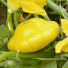 Squash (Summer) - Scallop Yellow Bush