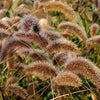 Decorative Millet & Wheat - Caramel Foxtail