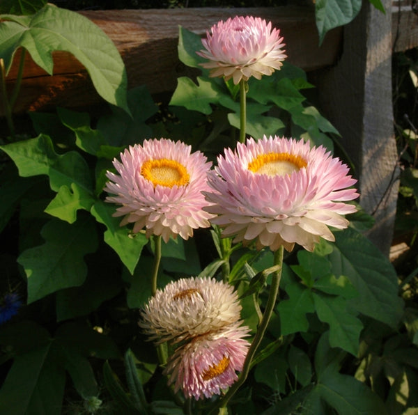 Strawflower - Rose argentée