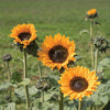 Sunflower - Soraya