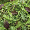 Mélanges de laitue - Mélange de salade épicée