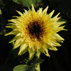 Sunflower - Starburst Lemon Éclair