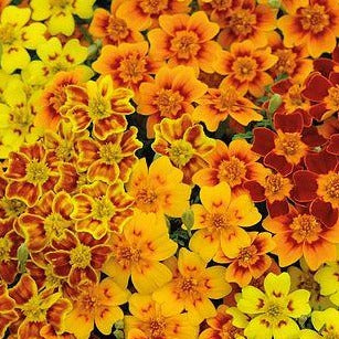 Marigold - Starfire Mix