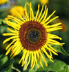 Sunflower - Stella Gold