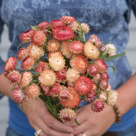 Strawflower - Mélange Abricot/Pêche