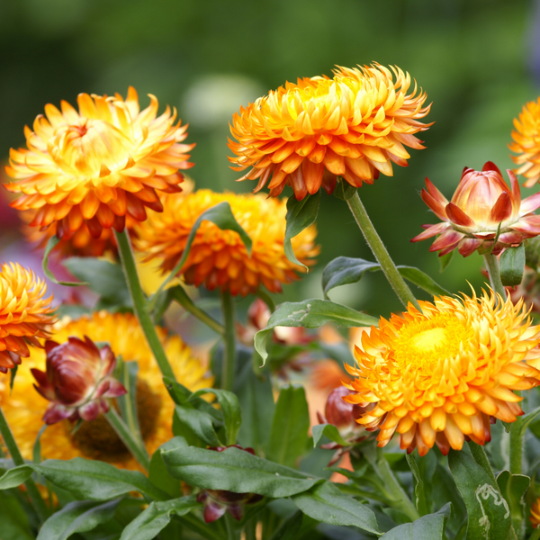 Strawflower - Orange