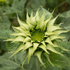 Sunflower - Sun Fill Green