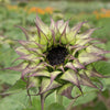 Sunflower - Sun Fill Purple