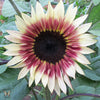Sunflower - Cherry Rose