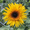 Sunflower - Baby Bear