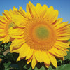 Sunflower - ProCut Gold Lite