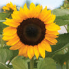 Sunflower - ProCut Orange
