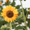 Sunflower - Vincent Choice