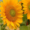 Sunflower - Sunrich Gold