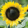 Sunflower - Sunrich Lemon