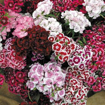 Sweet William - Mélange Super Duplex