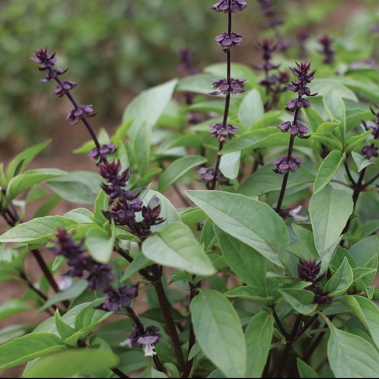 Basil Sweet Thai Stems Flower Farm