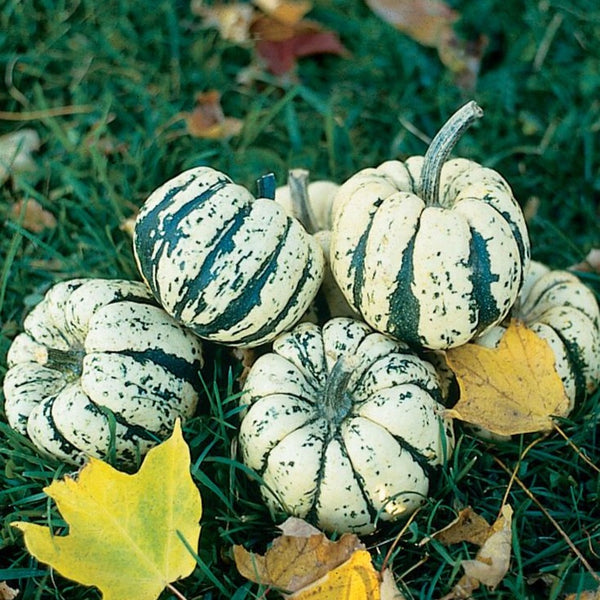 Courge (hiver) - Dumpling sucré