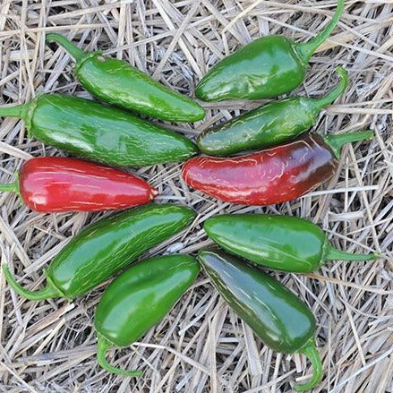 Pepper (Hot) - Tam Jalapeno