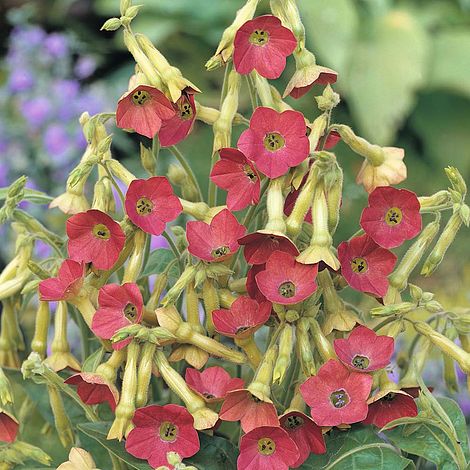 Flowering Tobacco - Tinkerbell