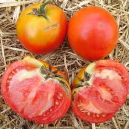 Tomate (Beefsteak) - Cosmonaute Volkov