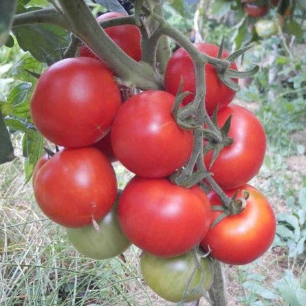 Tomato (Slicer) - Heinz 1439