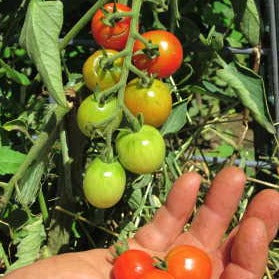 Tomate (Cerise) - Peacevine