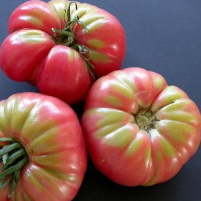 Tomate (Beefsteak) - Rose Ponderosa