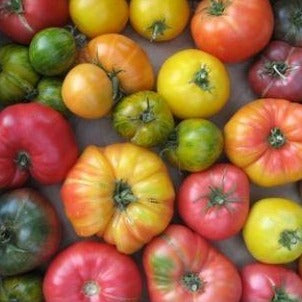 Tomato - Slicing Mix