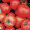 Tomate (Beefsteak) - Ultra Sucré