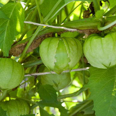 Tomatillo - Toma Verde