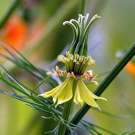 Love in a Mist - Transformer