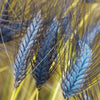 Decorative Millet & Wheat - Utrecht Blue Spring