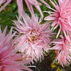 Aster - Valkyrie Pink
