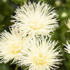 Aster - Valkyrie Yellow