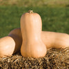 Courge (Hiver) - Waltham Butternut