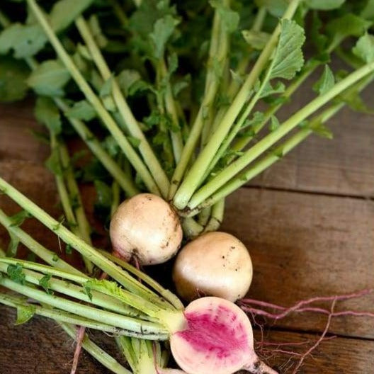 Radish - Watermelon